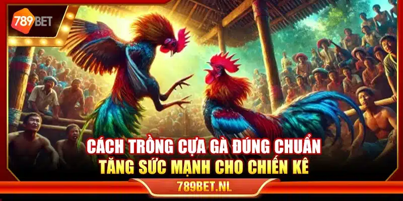 Cách trồng cựa gà đúng chuẩn – Tăng sức mạnh cho chiến kê