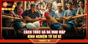 Cách thúc gà đá mau mập – Kinh nghiệm từ sư kê