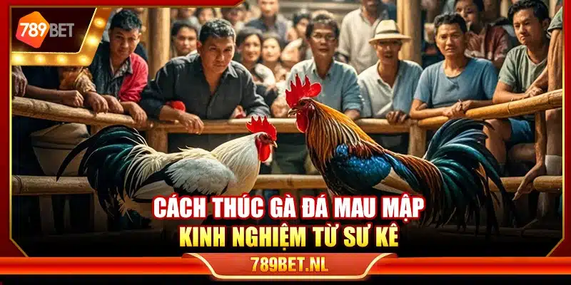 Cách thúc gà đá mau mập – Kinh nghiệm từ sư kê