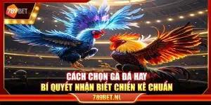 Cách chọn gà đá hay – Bí quyết nhận biết chiến kê chuẩn