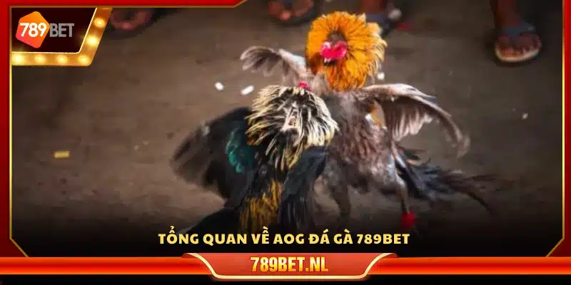 Giới thiệu chung về AOG đá gà tại 789Bet
