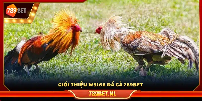 Tổng quan về WS168 đá gà tại 789Bet