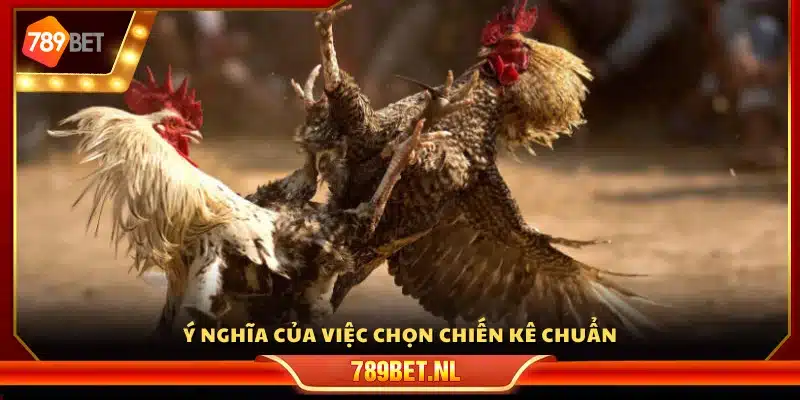 Vai trò của việc tuyển chọn chiến kê đúng chuẩn