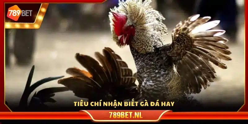 Dấu hiệu đặc trưng để nhận ra gà chọi giỏi