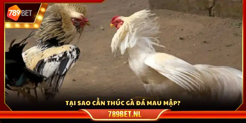 Vì sao phải có cách thúc gà đá mau mập