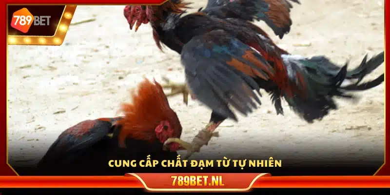 Bổ sung protein tự nhiên cho gà chọi