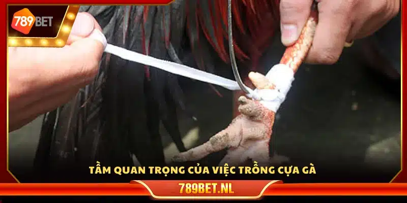 Ý nghĩa then chốt của cách trồng cựa gà