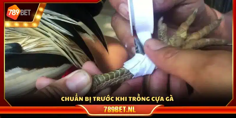 Các bước cần sẵn sàng trước khi gắn cựa cho gà