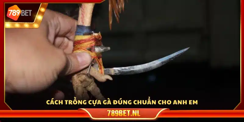 Hướng dẫn cách trồng cựa gà đúng kỹ thuật 