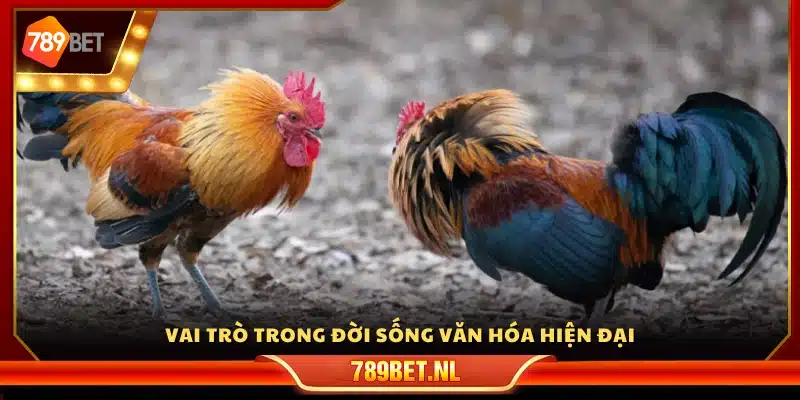 Ý nghĩa của đá gà trong văn hóa đương đại